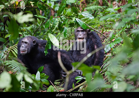 Schimpanse (Pan Troglodytes), Männlich, Mahale Mountains National Park, Tansania, Ostafrika, Afrika Stockfoto