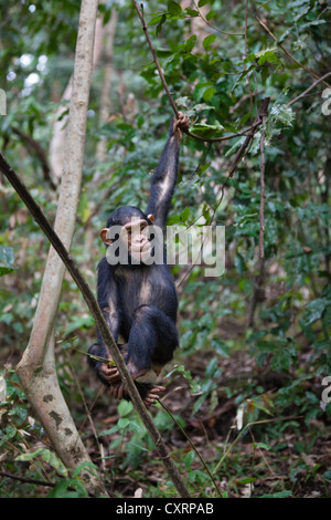 Junge Schimpansen (Pan Troglodytes), Klettern am Baum, Mahale Mountains National Park, Tansania, Ostafrika, Afrika Stockfoto