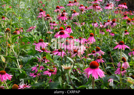 Echinacea-Blumen Stockfoto