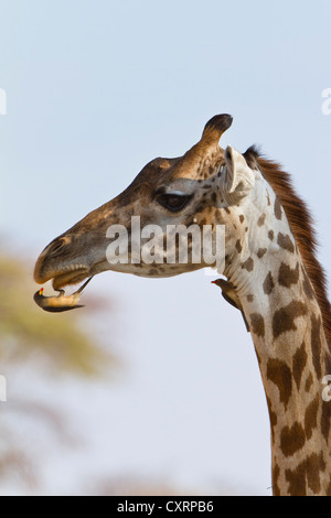 Gelb-billed Oxpecker auf Giraffe, Buphagus Africanus, Giraffa Camelopadralis, Ruaha Nationalpark, Tansania, Ostafrika Stockfoto