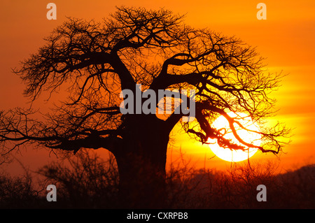 Afrikanische Baobab-Baum (Affenbrotbäume Digitata) bei Sonnenaufgang, Ruaha Nationalpark, Tansania, Afrika Stockfoto