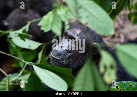 Schimpanse (Pan Troglodytes), Männlich, Mahale Mountains National Park, Tansania, Ostafrika, Afrika Stockfoto