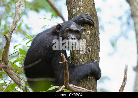 Schimpanse (Pan Troglodytes), weibliche sitzen auf Baum, Mahale Mountains National Park, Tansania, Ostafrika, Afrika Stockfoto