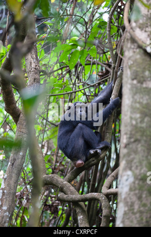 Schimpanse (Pan Troglodytes), weibliche sitzt auf einem Baum, Mahale Mountains National Park, Tansania, Ostafrika, Afrika Stockfoto