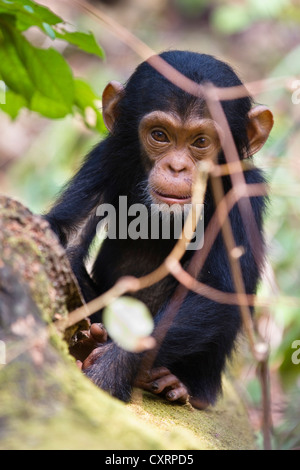 Junge Schimpansen (Pan Troglodytes), Baby, Mahale Mountains National Park, Tansania, Ostafrika, Afrika Stockfoto