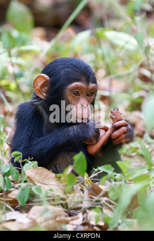 Junge Schimpansen (Pan Troglodytes), Baby, Mahale Mountains National Park, Tansania, Ostafrika, Afrika Stockfoto