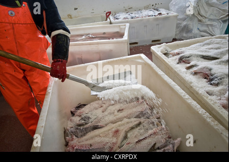 Salzen von Kabeljau aus der Barentssee, Fischfabrik, Å ich Lofoten oder einfach Å, A, Lofoten-Inseln, Insel Moskenesoya Stockfoto