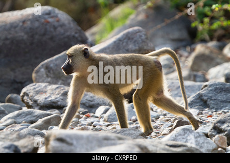 Gelbe Pavian (Papio Cynocephalus), männliche, Tanganjikasee, Mahale Mountains National Park, Tansania, Ostafrika, Afrika Stockfoto