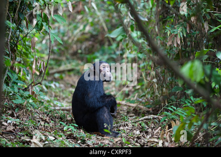 Schimpanse (Pan Troglodytes), männliche sitzen am Boden, Mahale Mountains National Park, Tansania, Ostafrika, Afrika Stockfoto