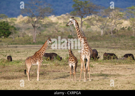 Massai, Maasai, Masai-Giraffe oder Kilimanjaro Giraffe (Giraffa Plancius Tippelskirchi), mit Jung und afrikanische Büffel Stockfoto