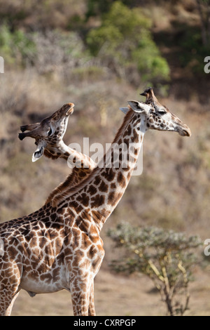 Massai, Maasai, Masai-Giraffen oder Kilimanjaro Giraffen (Giraffa Plancius Tippelskirchi), Männchen kämpfen Stockfoto