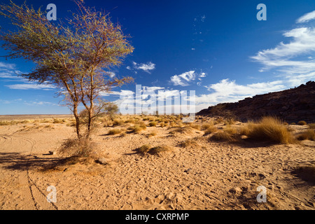 Akazien (Acacia SP.) in einer steinernen Wüste, Libyen, Afrika Stockfoto