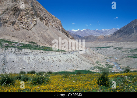 Felder in Nubra Valley, Ladakh, indischen Himalaya, Jammu und Kaschmir, Nord Indien, Indien, Asien Stockfoto