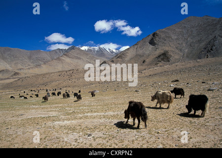 Yaks Weiden, hoch gelegenen Weide, in der Nähe der Tazang Tso Salz See, Changthang, Ladakh, indischen Himalaya, Nord-Indien, Indien Stockfoto