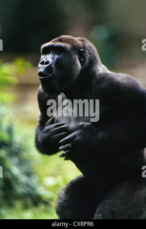 Flachlandgorilla (Gorilla Gorilla Gorilla), Männlich, seine Brust Trommeln Zoo, Kongo, Afrika, gefangen Stockfoto