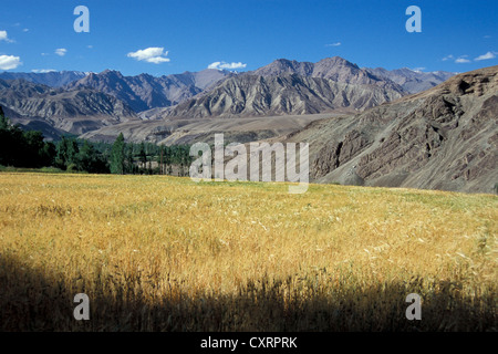 Felder, Alchi, Ladakh, indischen Himalaya, Nordindien, Indien, Asien Stockfoto