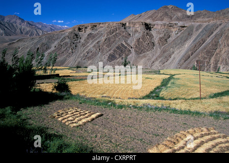 Felder, Alchi, Ladakh, indischen Himalaya, Nordindien, Indien, Asien Stockfoto