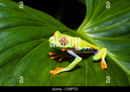 Rotäugigen Baumfrosch (Agalychnis Callidryas), Regenwald, Costa Rica, Mittelamerika Stockfoto