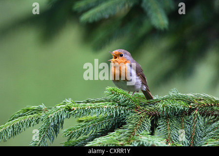 Rotkehlchen (Erithacus Rubecula) singen, Bayern, Deutschland, Europa Stockfoto