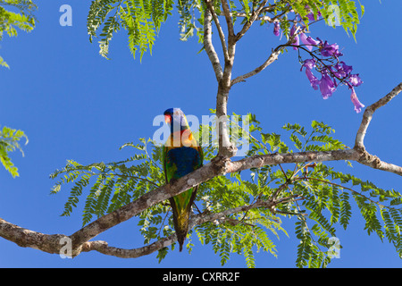 Regenbogen Lorikeet (Trichoglossus Haematodus) thront auf einem Jacaranda-Baum, Atherton Tablelands, Queensland, Australien Stockfoto