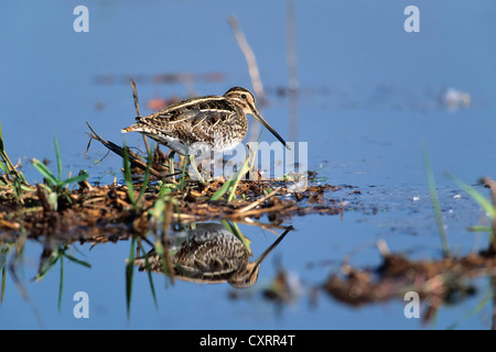 Bekassine (Gallinago), Vogel des Jahres 2013, Rieselfelder, Münster, Nordrhein-Westfalen, Deutschland, Europa Stockfoto