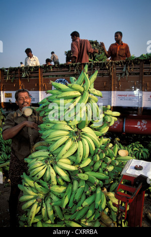 Bananen werden gewogen, Bananenmarkt, Thrissur, Kerala, Südindien, Indien, Asien Stockfoto