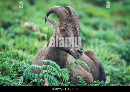 Nilgiri Tahr (Hemitragus Hylocrius oder Nilgiritragus Hylocrius), eine seltene Bergziege, Eravikulam Nationalpark in der Nähe von Munnar Stockfoto