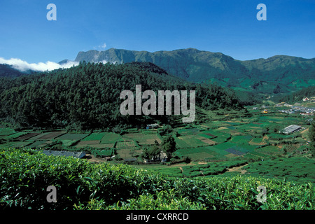 Teeanbau, Teeplantagen, in der Nähe von Munnar, Western Ghats Bergen, Kerala, Südindien, Indien, Asien Stockfoto