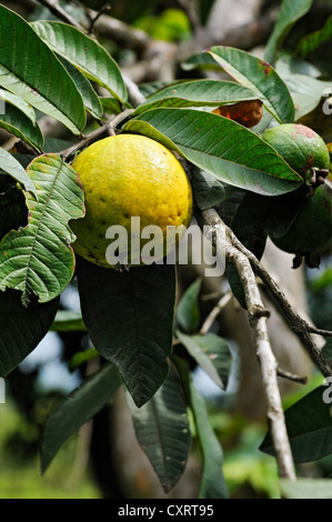 Guave (Guave Guajava) Früchte auf dem Baum, Provinz Alajuela, Costa Rica, Mittelamerika Stockfoto