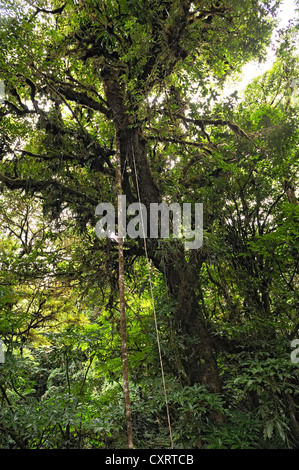 Farne, Moose, Reben und Epiphyten auf einem Baumstamm in den Nebelwald, Selvatura Park, Monteverde, Provinz Alajuela Stockfoto