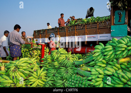 Banane Bunchs auf einen LKW geladen, Banane zu vermarkten, Thrissur, Kerala, Südindien, Indien, Asien Stockfoto
