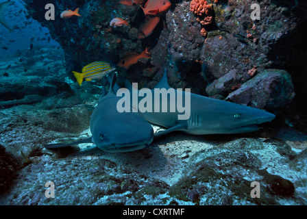 Weißspitzen-Riffhaie (Triaenodon Obesus), Cocos Island, Costa Rica, Mittelamerika Stockfoto