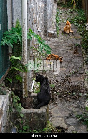 Junge Katze essen eine Maus, in der Nähe von Lake Arenal, Alajuela Provinz, Costa Rica, Mittelamerika Stockfoto