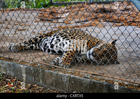 Jaguar (Panthera Onca) hinter Stacheldraht netting, Las Pumas, Tierheim, Provinz Guanacaste, Costa Rica, Mittelamerika Stockfoto