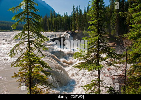 Athabasca Falls im Jasper National Park Stockfoto