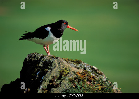 Austernfischer (Haematopus Ostralegus), Insel Heimaey, Vestmannaeyjar Archipel, Westmännerinseln, Island, Europa Stockfoto
