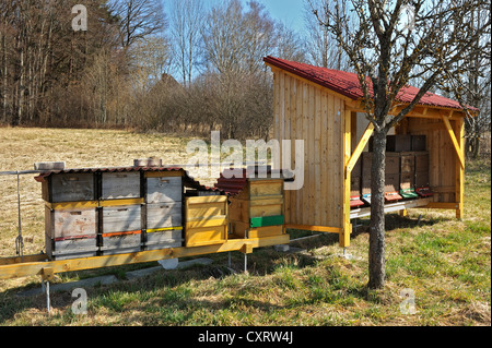 Biene Bienenstöcke, in der Nähe von München, Bayern, Deutschland, Europa Stockfoto