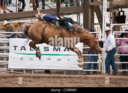 Gehen in der Luft bei der 100. Jahrestag Calgary Stampede 2012-Rodeo-Wettbewerb in der Bareback bronc Stockfoto