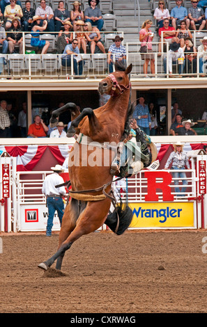 100. Jahrestag Calgary Stampede 2012 jährliche Rodeo Reiten ohne Sattel Veranstaltung als Bronc stürzt rückwärts. Stockfoto