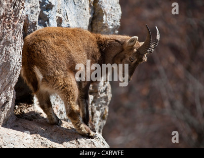 Junge Steinböcke (Capra Ibex), Klettern auf Felsen, Rote Wand, rotes Gesicht, Weiz, Almenland Region, Steiermark, Austria, Europe Stockfoto