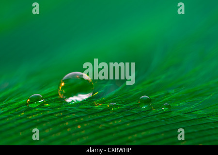 Wassertropfen auf eine grüne Feder Stockfoto