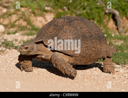 Angulate Tortoise (Chersina Angulata) Stockfoto