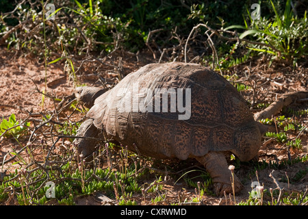 Angulate Tortoise (Chersina Angulata) Stockfoto