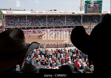 100. Jahrestag Calgary Stampede 2012 jährliche Rodeo Reiten ohne Sattel Veranstaltung. Stockfoto