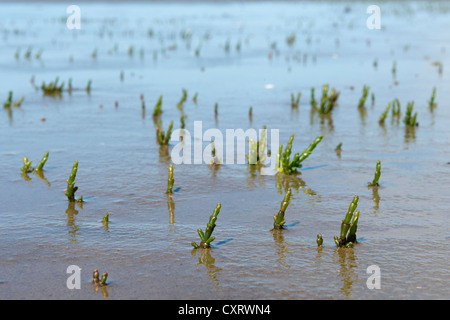 Pflanze Queller (Salicornia Europaea), Wattenmeer, Schleswig-Holstein, Deutschland, Europa Stockfoto