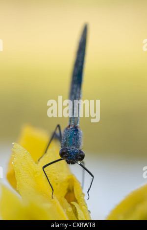 Gebänderten Prachtlibelle (Calopteryx Splendens) thront auf Blume, bedeckt im Tau, Guxhagen, Hessen, Deutschland, Europa Stockfoto