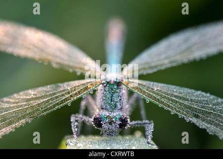 Gebänderten Prachtlibelle (Calopteryx Splendens) bedeckt im Tau, Guxhagen, Hessen, Deutschland, Europa Stockfoto