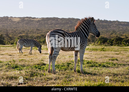 Paar Burchell's Zebra (Equus quagga burchellii) Stockfoto