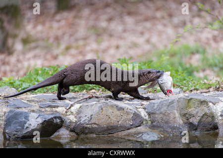 Europäischen Fischotter (Lutra Lutra), mit einem Fisch, Zoo Tierpark Edersee, Kellerwald, Hessen Stockfoto