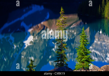 Am frühen Morgen Reflexionen im Moraine Lake, Banff Nationalpark, Alberta Stockfoto